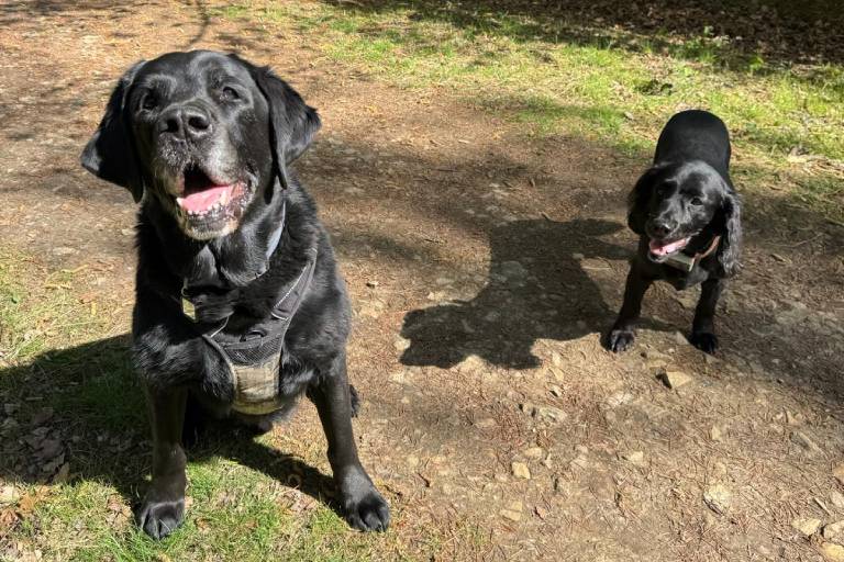 Multiple Dogs