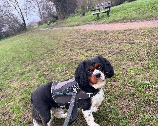 Country Park Walks
