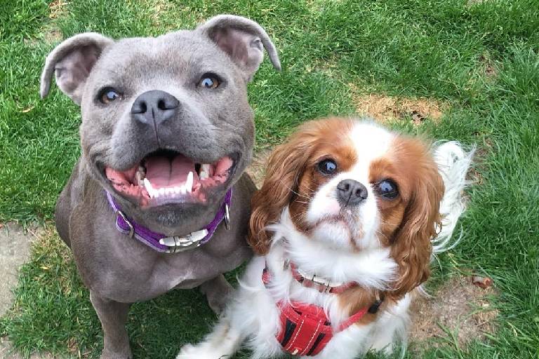 Group Dog Walk