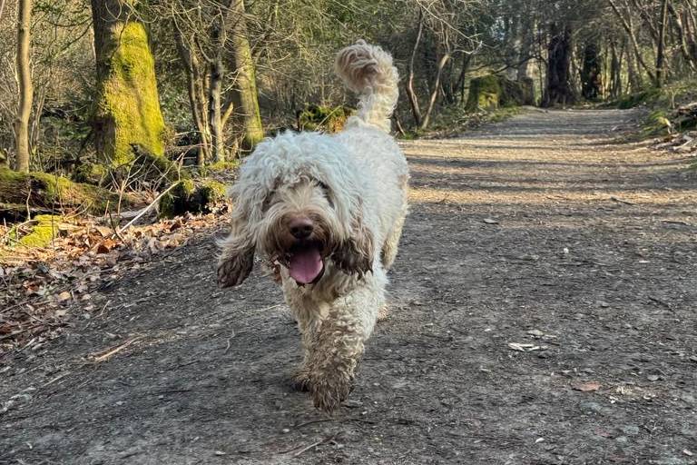 Solo Dog Walk