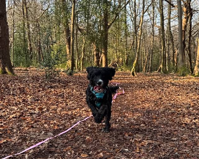 Woodland Walks